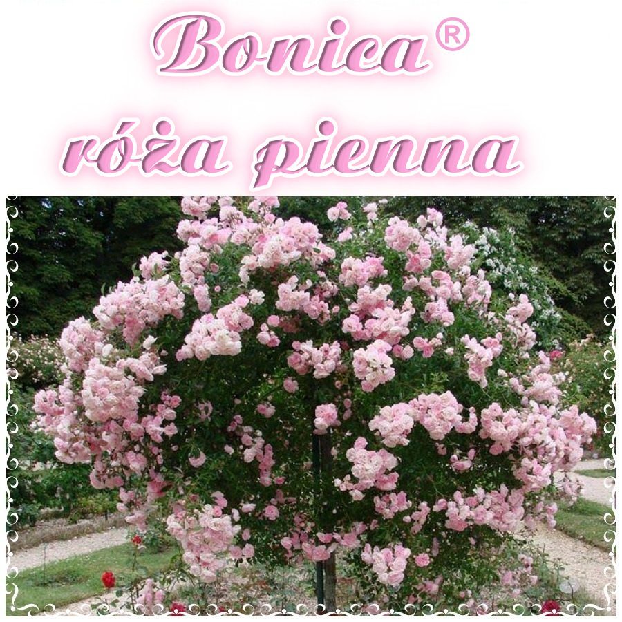 Bonica róże pienne